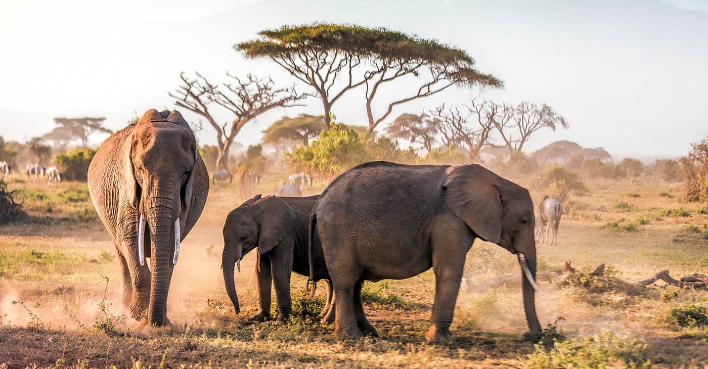 Unavoidable in Kenya’s capital city is the famed African safaris – after all, the city lays claim as the continent’s safari capital.