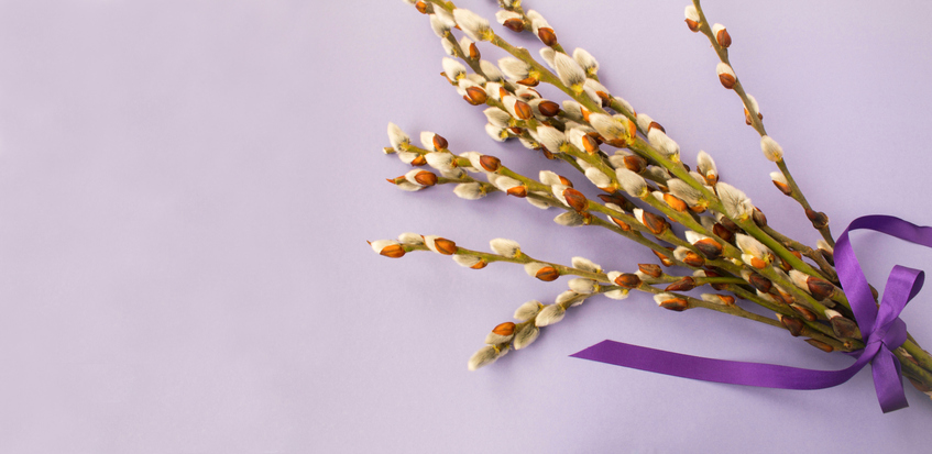 Spring bouquet of willow flowers on the purple background. Copy space. Top view.