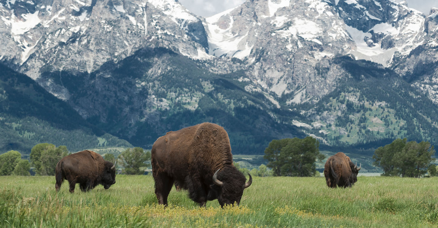 American buffalo or bison grazing on the plains in Grand Teton national park with the mountain range behind. Photo: iStockphoto / NNPA.